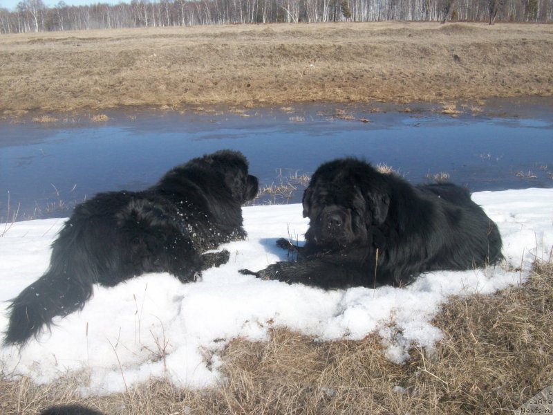 Фото: ньюфаундленд Карат из Медвежьего Яра (Karat iz Medvejyego Yara), ньюфаундленд Ярада из Сибирской Глубинки (Yarada iz Sibirskoy Glubinki)