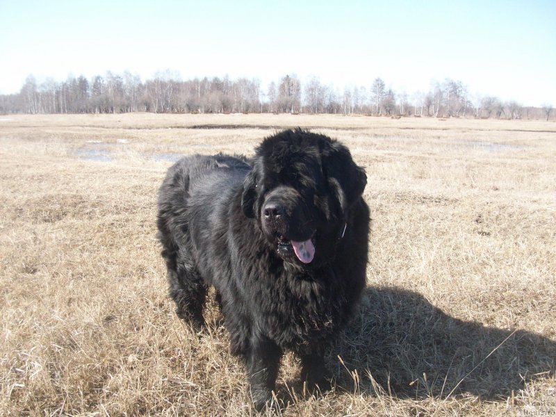 Фото: ньюфаундленд Ярада из Сибирской Глубинки (Yarada iz Sibirskoy Glubinki)