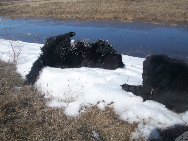 Фото: ньюфаундленд Ярада из Сибирской Глубинки (Yarada iz Sibirskoy Glubinki), ньюфаундленд Карат из Медвежьего Яра (Karat iz Medvejyego Yara)