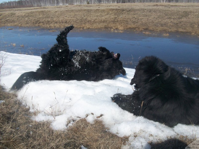 Фото: ньюфаундленд Ярада из Сибирской Глубинки (Yarada iz Sibirskoy Glubinki), ньюфаундленд Карат из Медвежьего Яра (Karat iz Medvejyego Yara)