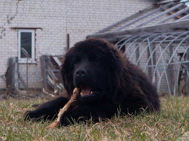 Фото: Старди Коллекшн Больше Чем Любовь