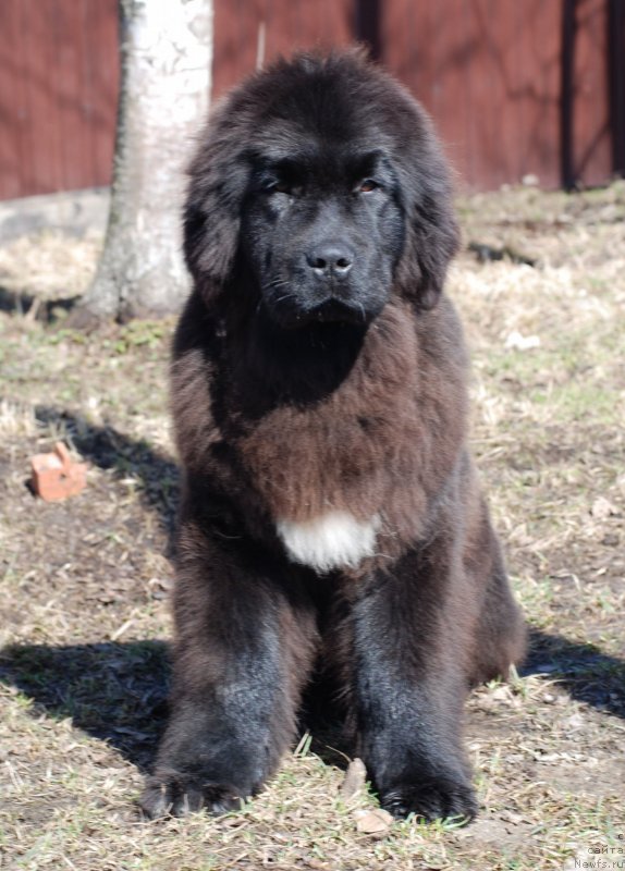 Фото: ньюфаундленд Флюфи Аваланч Яхоо (Fluffy Avalanch Yahoo)