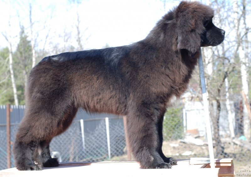 Фото: ньюфаундленд Флюфи Аваланч Яхоо (Fluffy Avalanch Yahoo)