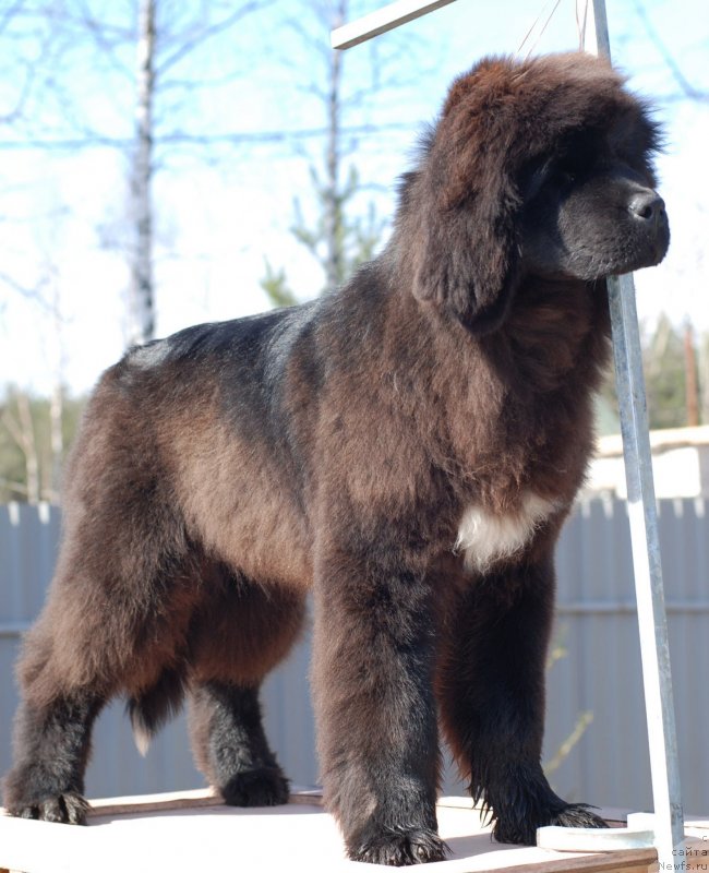 Фото: ньюфаундленд Флюфи Аваланч Яхоо (Fluffy Avalanch Yahoo)