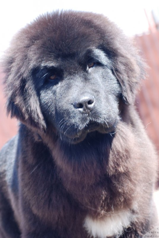 Фото: ньюфаундленд Флюфи Аваланч Яхоо (Fluffy Avalanch Yahoo)