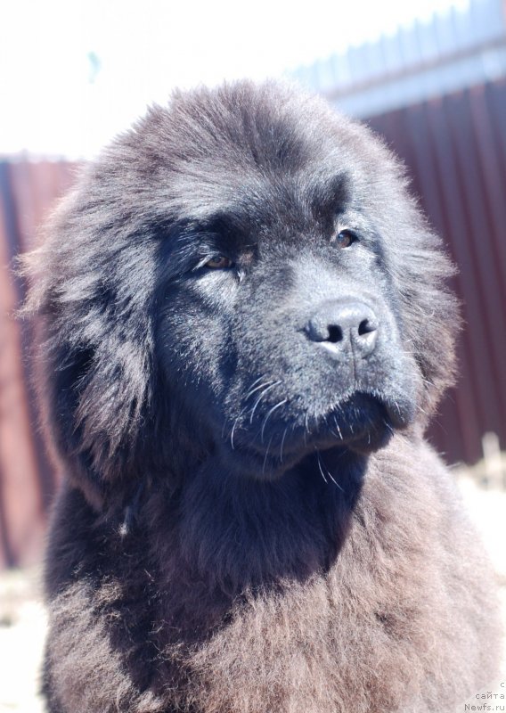 Фото: ньюфаундленд Флюфи Аваланч Яхоо (Fluffy Avalanch Yahoo)