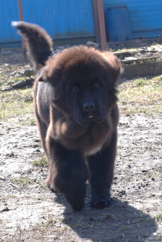 Фото: ньюфаундленд Флюфи Аваланч Яхоо (Fluffy Avalanch Yahoo)