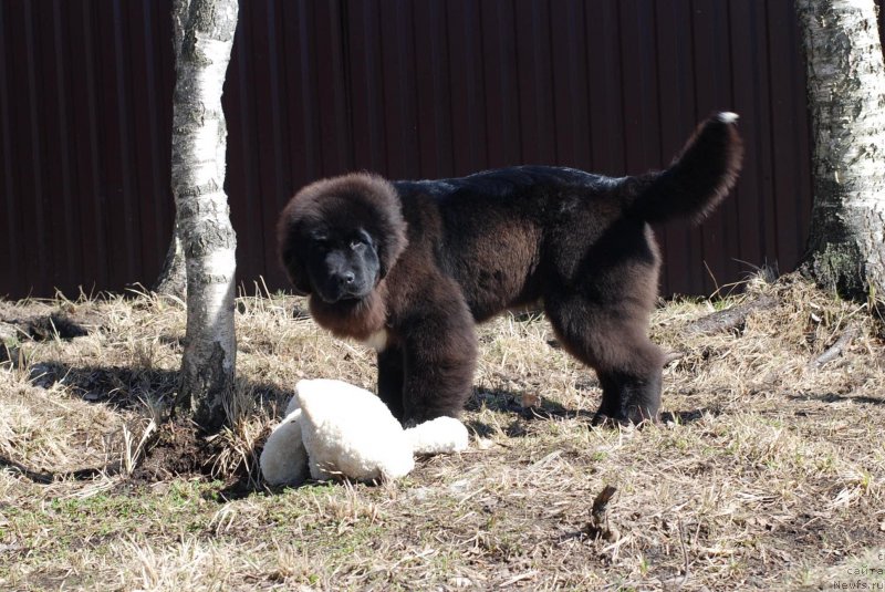 Фото: ньюфаундленд Флюфи Аваланч Яхоо (Fluffy Avalanch Yahoo)