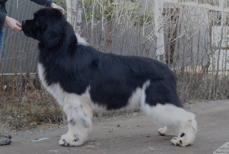 Фото: ньюфаундленд Eros Faundland