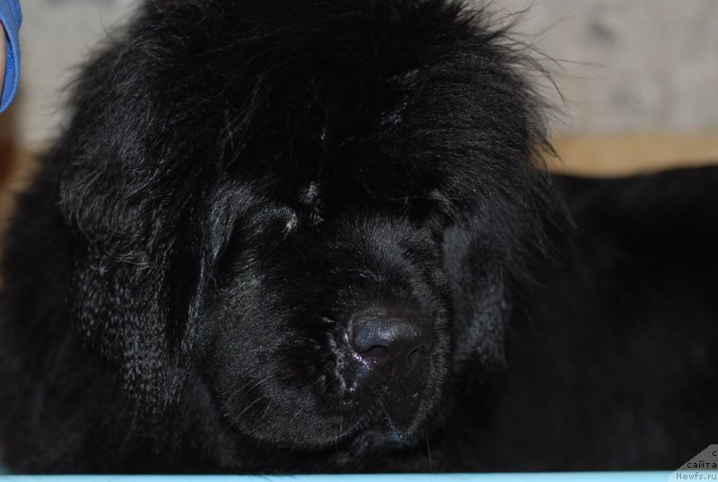 Фотография № 123042