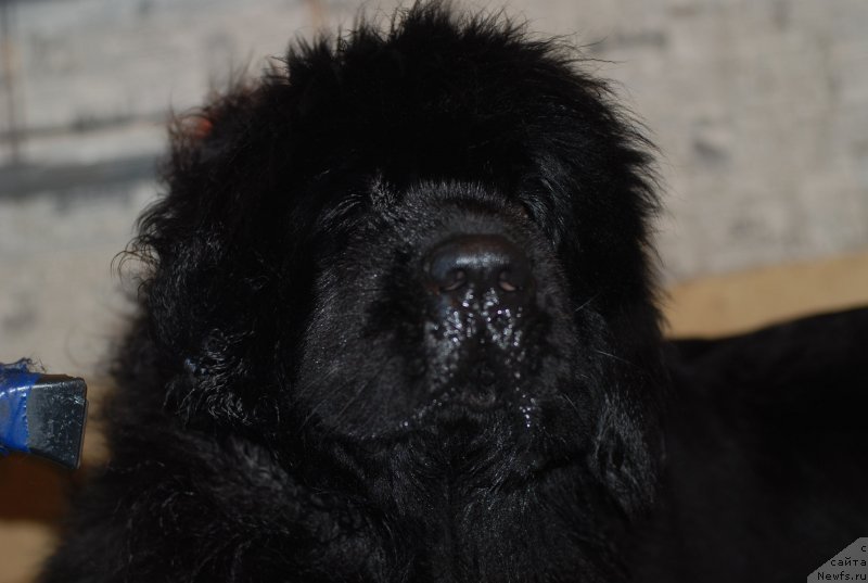 Фотография № 123043