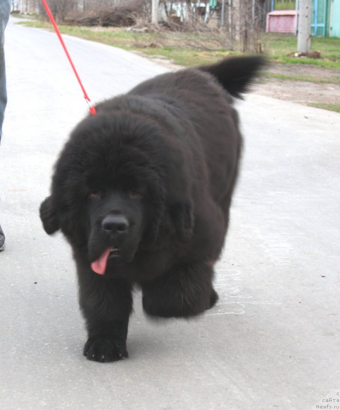 Фото: ньюфаундленд Дак Прайд Валентино (Dark Pride Valentino)