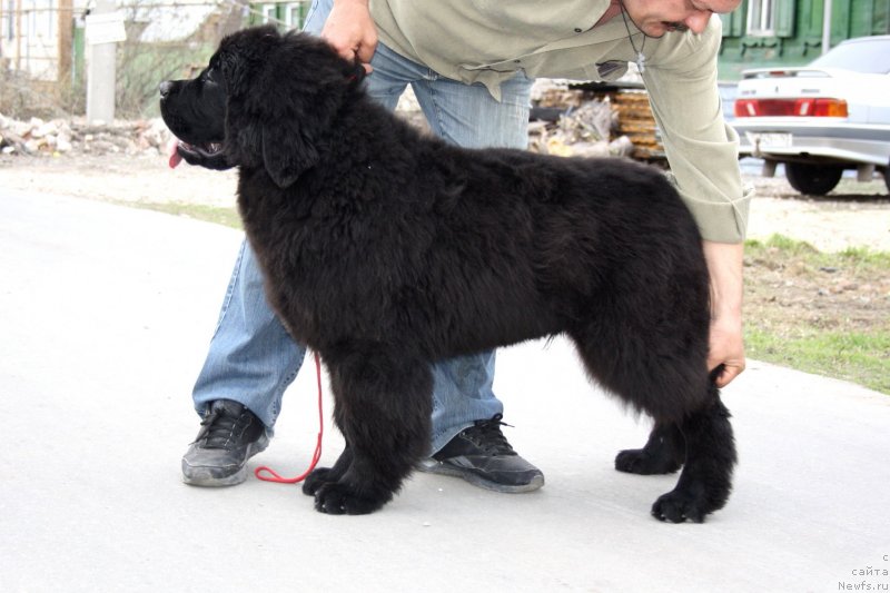 Фото: ньюфаундленд Дак Прайд Валентино (Dark Pride Valentino)