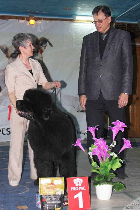 Фото: ньюфаундленд С'Нежная Вьюга Альянико Дель Вультуре (S'Nezhnaya Vjuga Alyaniko del Vulture)