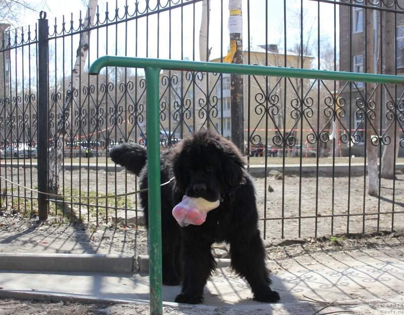 Фото: ньюфаундленд Айбл Ту Вин Династия Совершенства (Able To Win Dinastiya Soverchenstva)