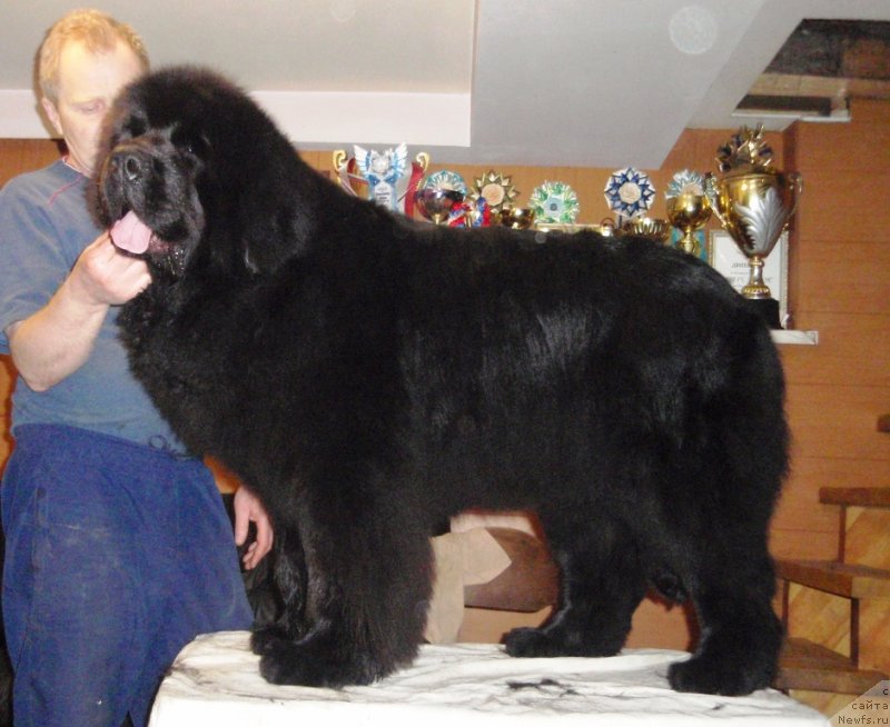 Фото: ньюфаундленд Ньюфорт Натали (Njufort Natali)