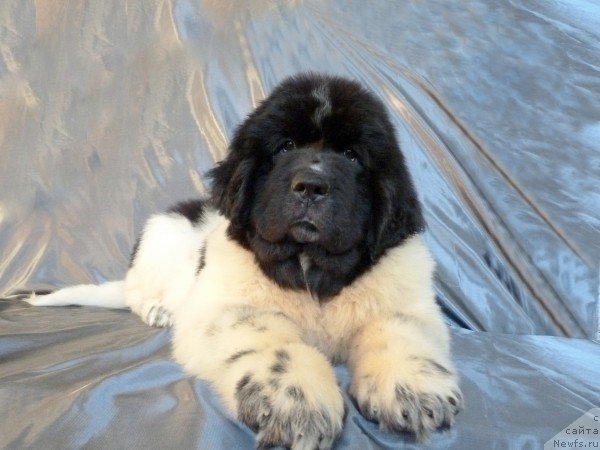 Фото: ньюфаундленд Степная Пальмира Естественно Я Лучший