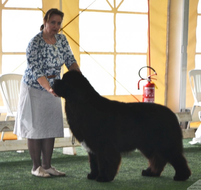Фото: ньюфаундленд Likefather Like Son Midnight Bear, Ольга Заливако