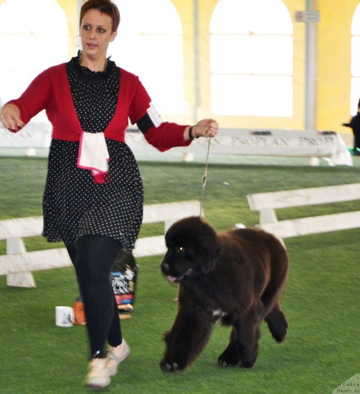 Фото: O'Kasha as an Highland and Midnight Bear, ньюфаундленд Inflame My Heart Midnight Bear, +, ньюфаундленд Daze Everyone Midnight Bear