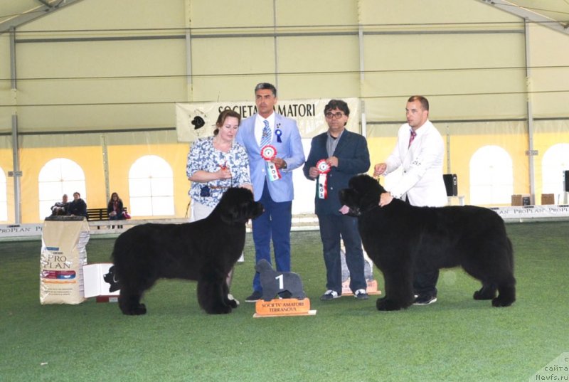 Фото: ньюфаундленд Inside My Heart Midnight Bear, Ольга Заливако