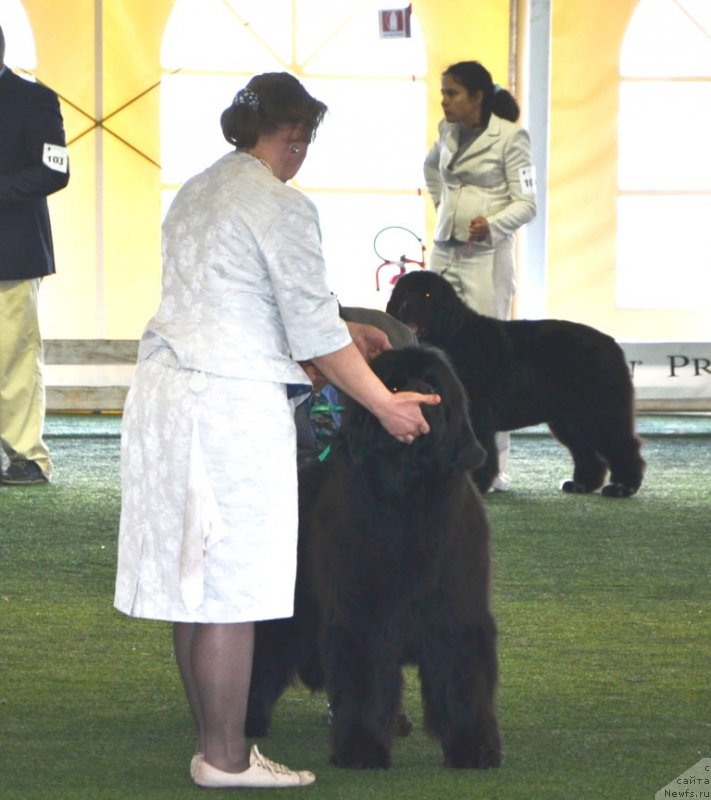 Фото: ньюфаундленд Inside My Heart Midnight Bear, Ольга Заливако