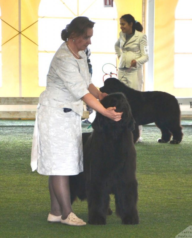 Фото: ньюфаундленд Inside My Heart Midnight Bear, Ольга Заливако