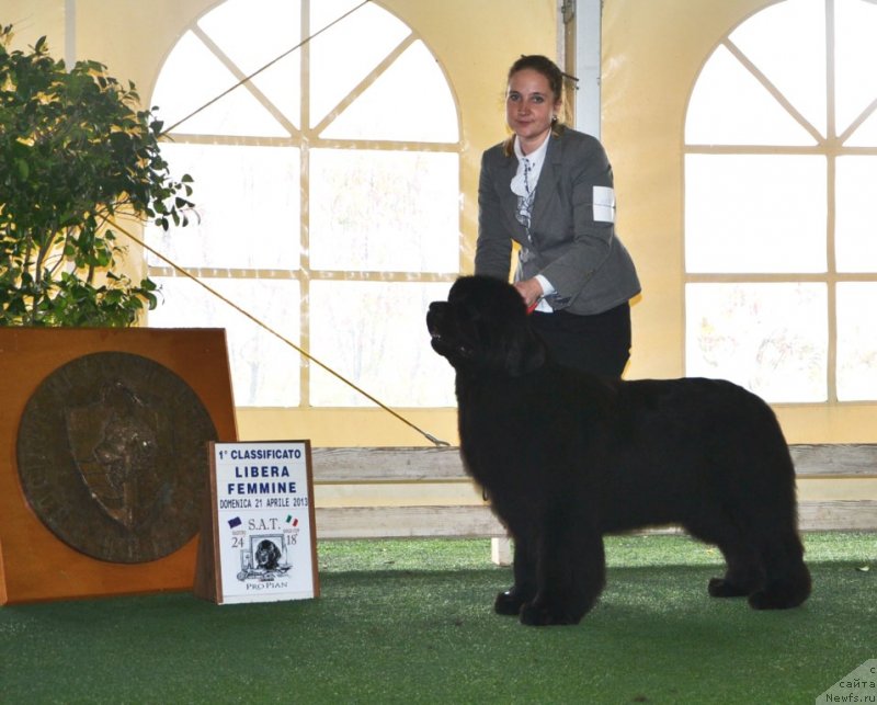 Фото: ньюфаундленд Inside My Heart Midnight Bear, Анастасия Заливако