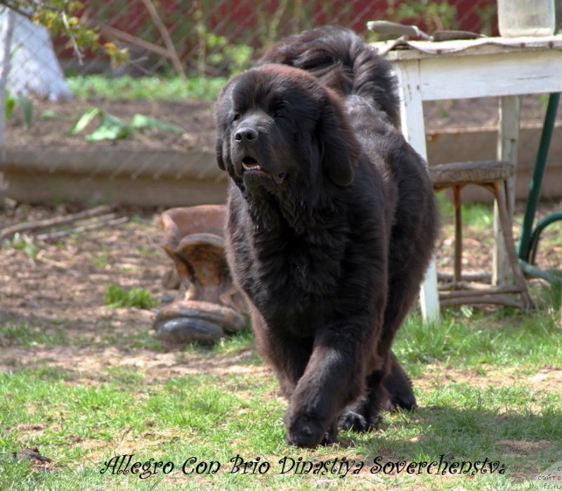 Фото: ньюфаундленд Аллегро Кон Брио Династия Совершенства (Allegro Con Brio Dinastiya Soverchenstva)