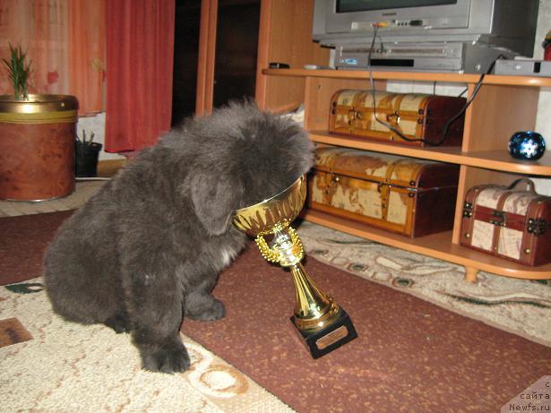 Фотография № 12315