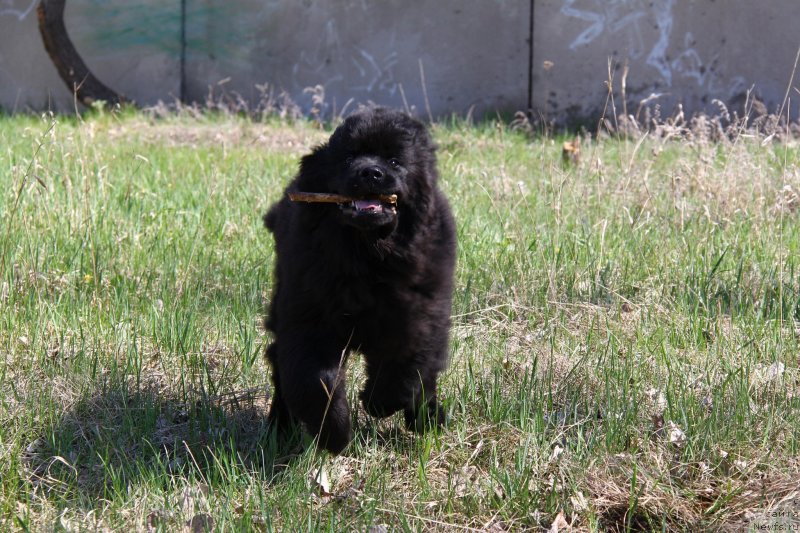 Фото: ньюфаундленд Фанньюф Граф Де Ла Фер