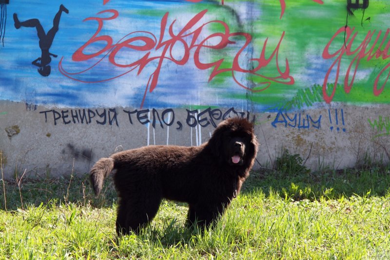 Фото: ньюфаундленд Фанньюф Граф Де Ла Фер