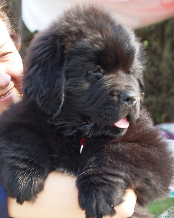 Фото: ньюфаундленд Бегущая по Волнам Екстра Спешиал Едишион