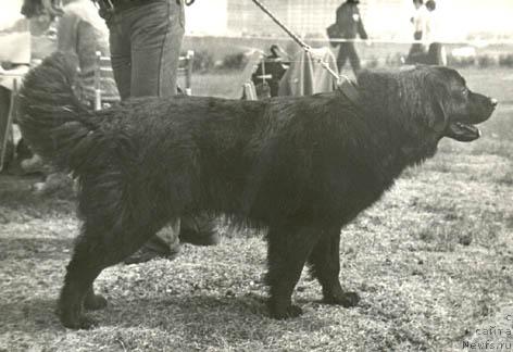 Фото: ньюфаундленд Янтарь Грим Пейб