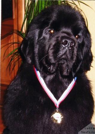 Фото: ньюфаундленд Аббат из Царства Медведей