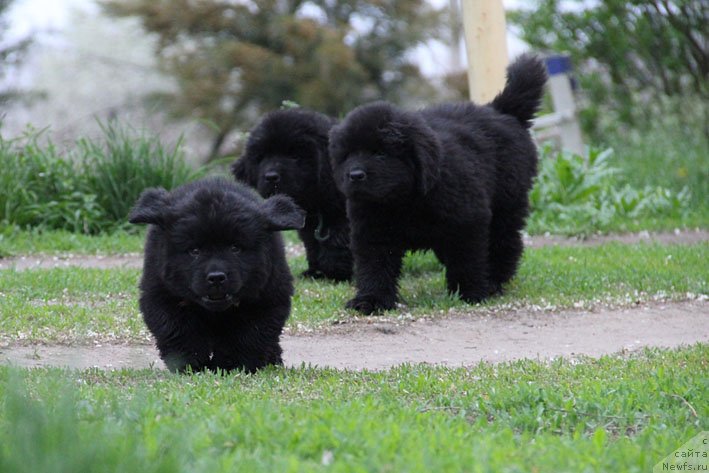 Фото: ньюфаундленд Чопорный Чабби с Берега Дона (Chopornyj Chabby s Berega Dona), ньюфаундленд Черный Чанк с Берега Дона (Chernyj Chank s Berega Dona), ньюфаундленд Честный Чиф с Берега Дона (Chestnyj Chif s Berega Dona)
