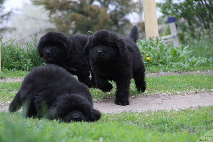 Фото: ньюфаундленд Чопорный Чабби с Берега Дона (Chopornyj Chabby s Berega Dona), ньюфаундленд Черный Чанк с Берега Дона (Chernyj Chank s Berega Dona), ньюфаундленд Честный Чиф с Берега Дона (Chestnyj Chif s Berega Dona)
