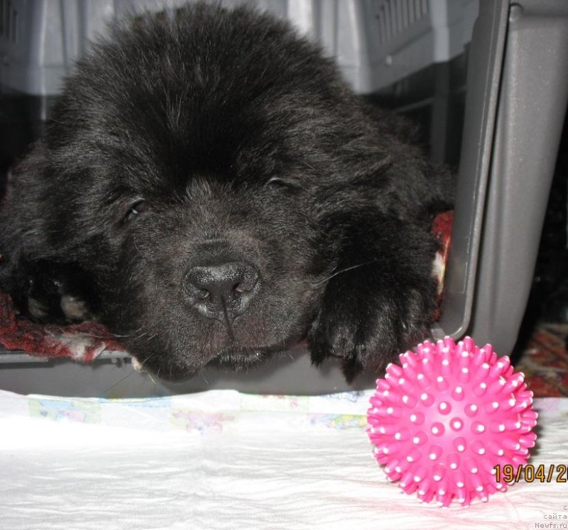 Фото: ньюфаундленд Бегущая по Волнам Елегант Елизабетх