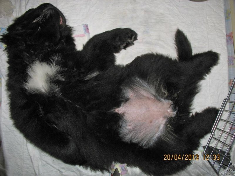 Фото: ньюфаундленд Бегущая по Волнам Елегант Елизабетх