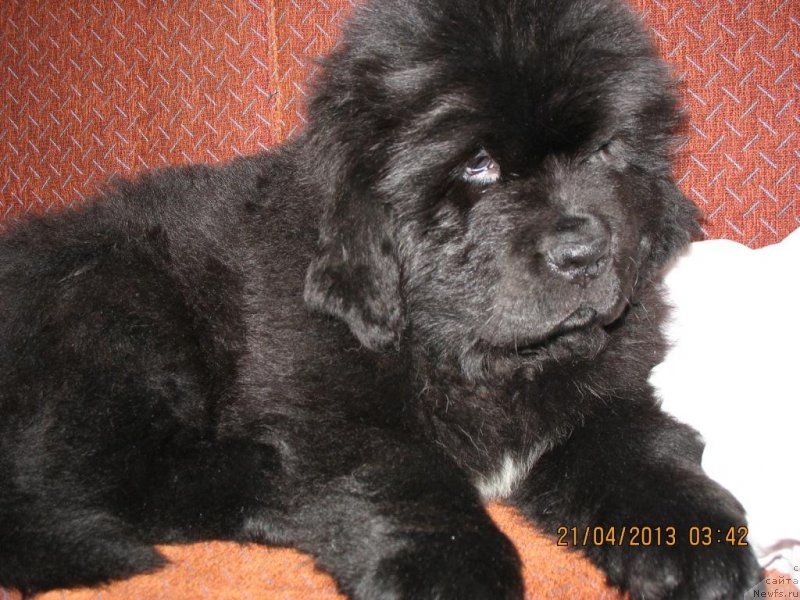 Фото: ньюфаундленд Бегущая по Волнам Елегант Елизабетх