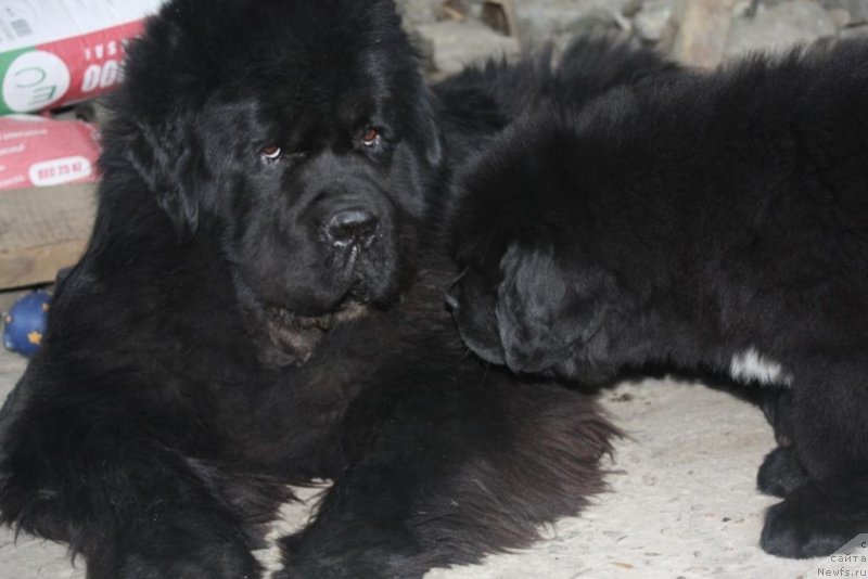 Фото: ньюфаундленд Бегущая по Волнам Елегант Елизабетх, ньюфаундленд Князь Додон с Берега Дона (Knyaz Dodon s Berega Dona)