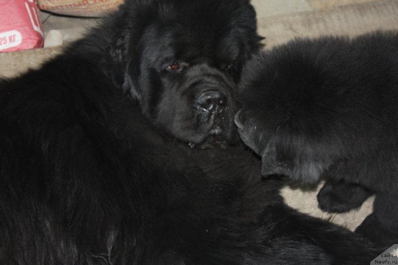 Фото: ньюфаундленд Бегущая по Волнам Елегант Елизабетх, ньюфаундленд Князь Додон с Берега Дона (Knyaz Dodon s Berega Dona)