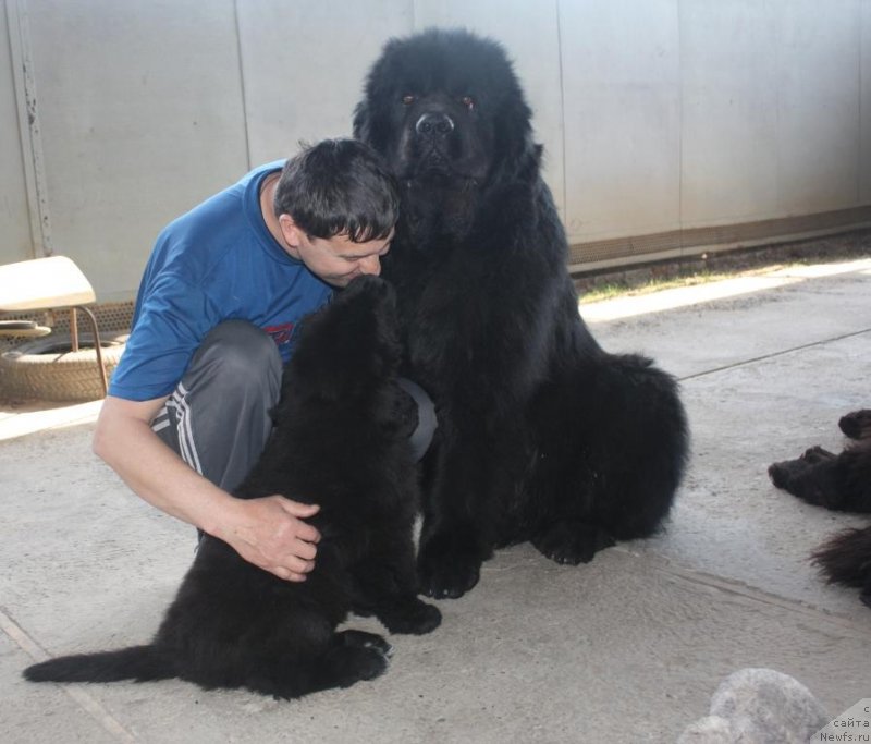 Фото: ньюфаундленд Бегущая по Волнам Елегант Елизабетх, ньюфаундленд Жгучий Брюнет с Берега Дона