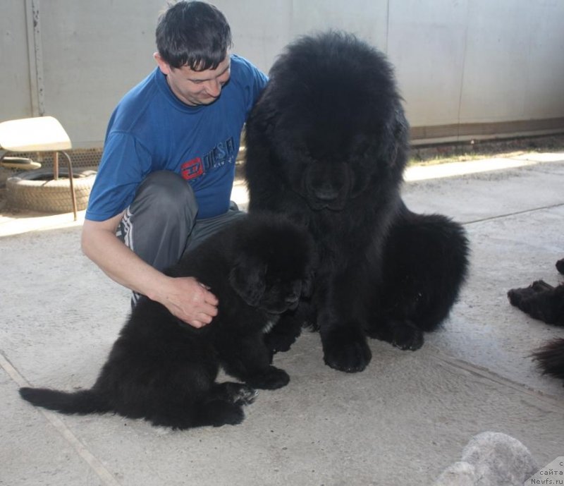 Фото: ньюфаундленд Бегущая по Волнам Елегант Елизабетх, ньюфаундленд Жгучий Брюнет с Берега Дона