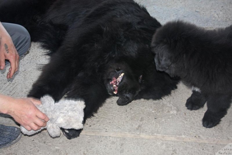 Фото: ньюфаундленд Бегущая по Волнам Елегант Елизабетх, ньюфаундленд Жгучий Брюнет с Берега Дона