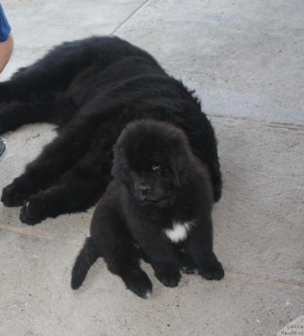 Фото: ньюфаундленд Бегущая по Волнам Елегант Елизабетх