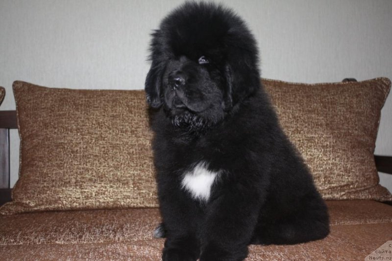 Фото: ньюфаундленд Бегущая по Волнам Елегант Елизабетх