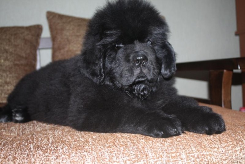 Фото: ньюфаундленд Бегущая по Волнам Елегант Елизабетх