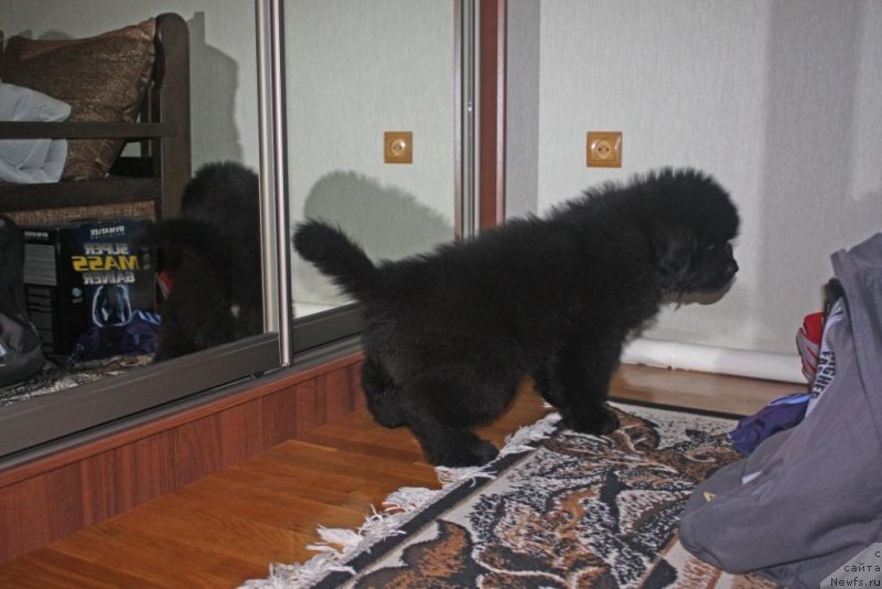 Фото: ньюфаундленд Бегущая по Волнам Елегант Елизабетх