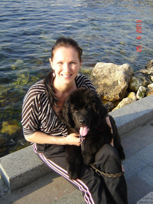 Фото: ньюфаундленд Спарт Грейт Бавария Бель (Spart Great Bavariya Bell), Кристина Мамон