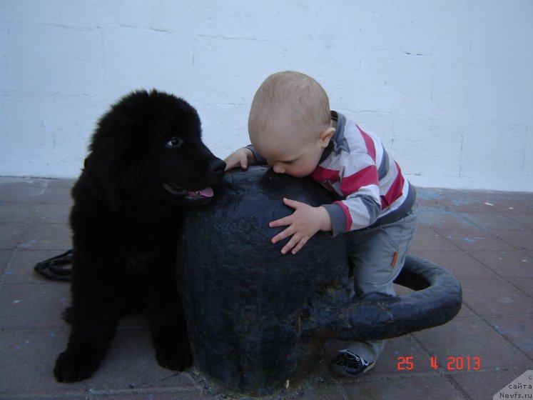 Фото: ньюфаундленд Спарт Грейт Бавария Бель (Spart Great Bavariya Bell), Миша